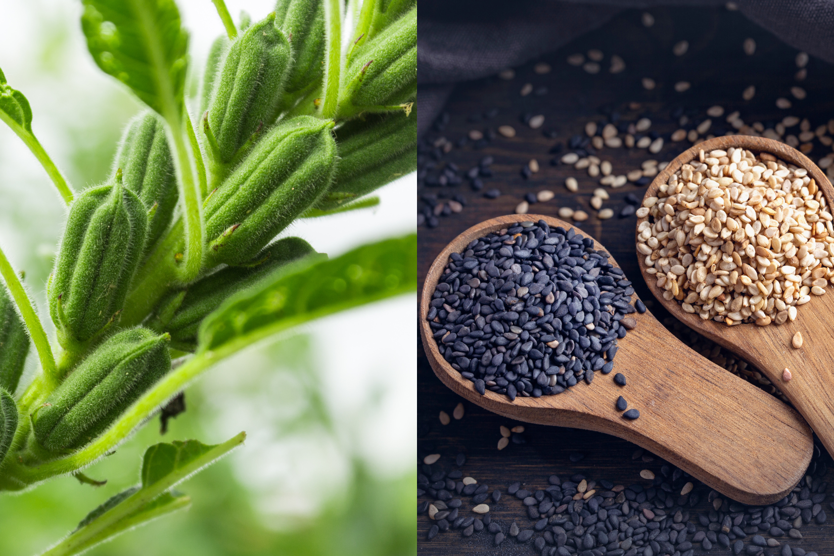Sesame Seeds